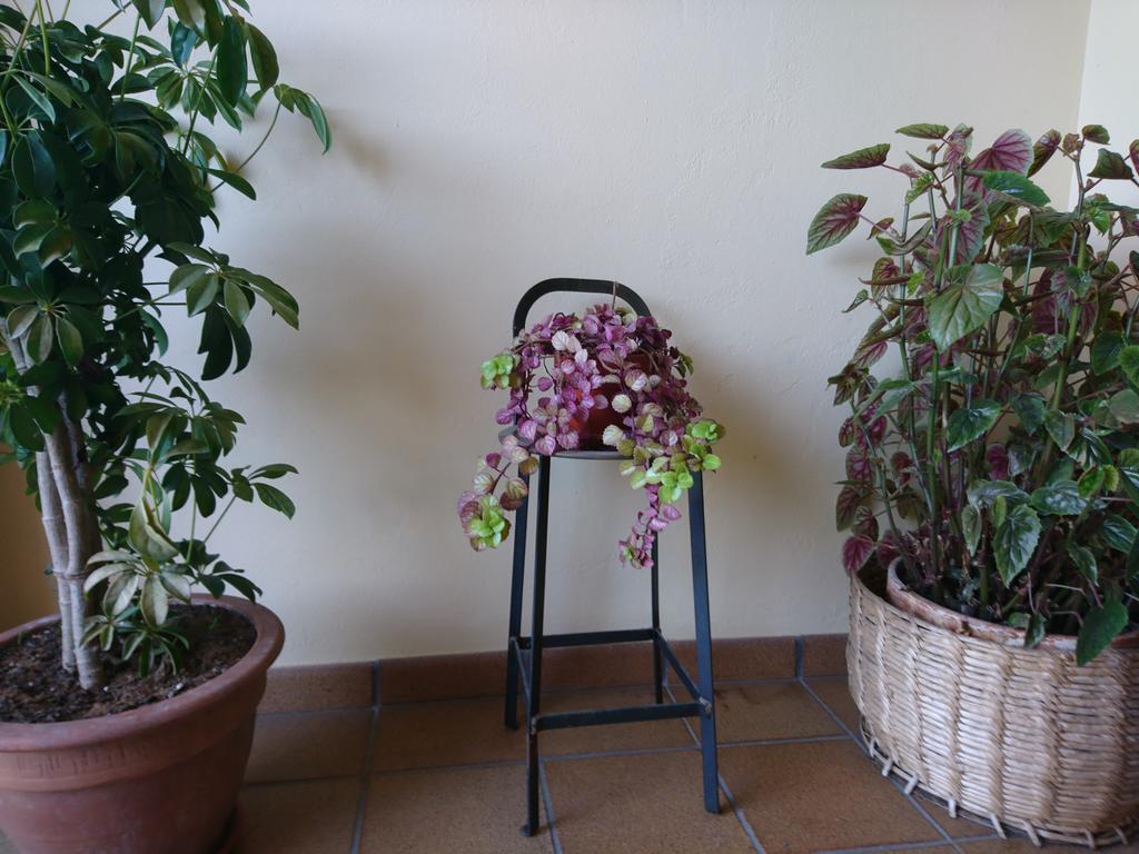 Posada El Jardin Santillana del Mar Eksteriør billede